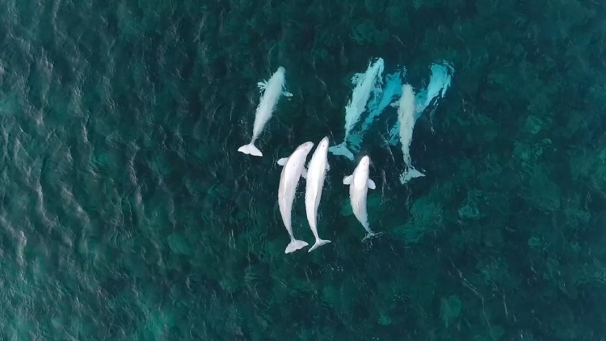 Video: Cuộc di cư của hơn 800 con cá voi beluga