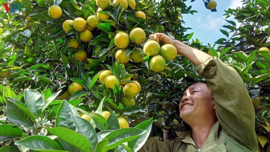 Người dân Sơn La thu nhập hàng tỷ đồng mỗi năm nhờ cây ăn quả