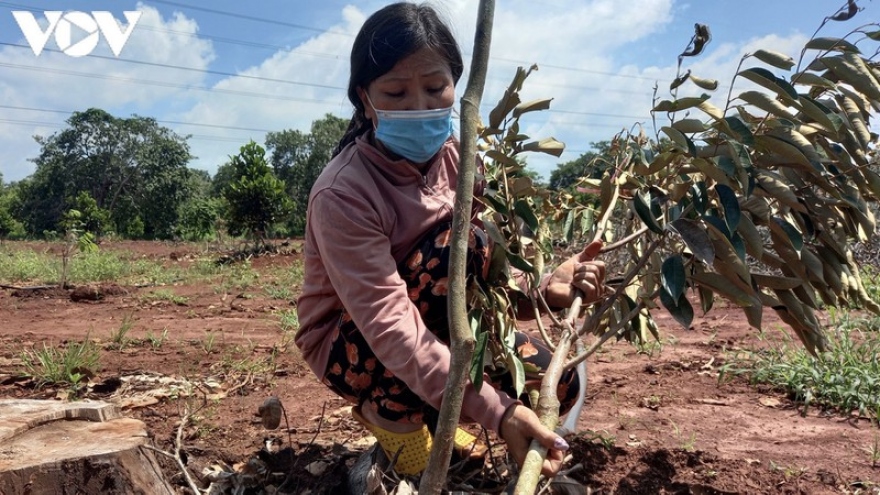 Điều tra vụ phá vườn cây ăn trái của nông dân nghèo ở Bà Rịa-Vũng Tàu