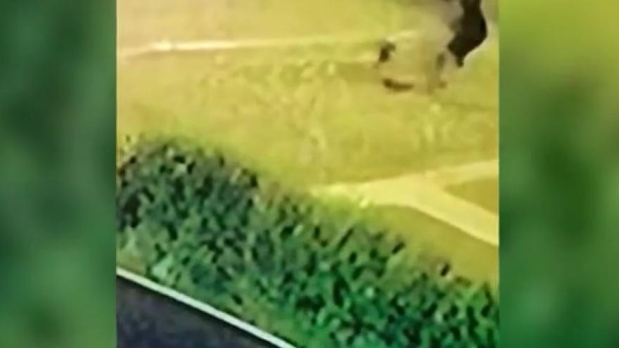 Video: Chú chó can đảm đuổi bọn trộm dù bị chém bằng dao