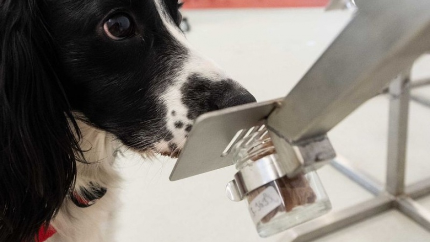 Australia đào tạo chó phát hiện người mắc Covid-19 