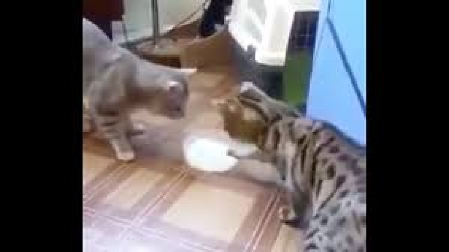 Video: Hai chú mèo “đùn đẩy” nhau bát sữa, không ai chịu uống trước