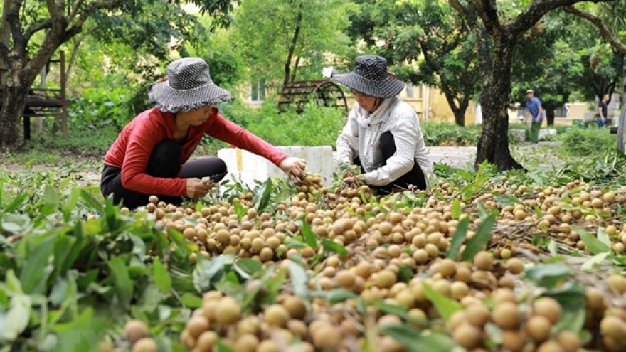 Webinar explores longan export opportunities