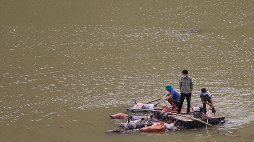 Xử lý nghiêm hành vi vứt xác lợn chết ra sông, suối ở Văn Bàn, Lào Cai