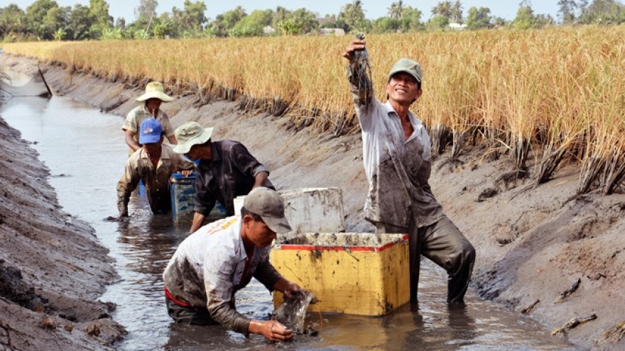 Nuôi tôm trong ruộng lúa, nông dân Kiên Giang lãi hàng trăm triệu