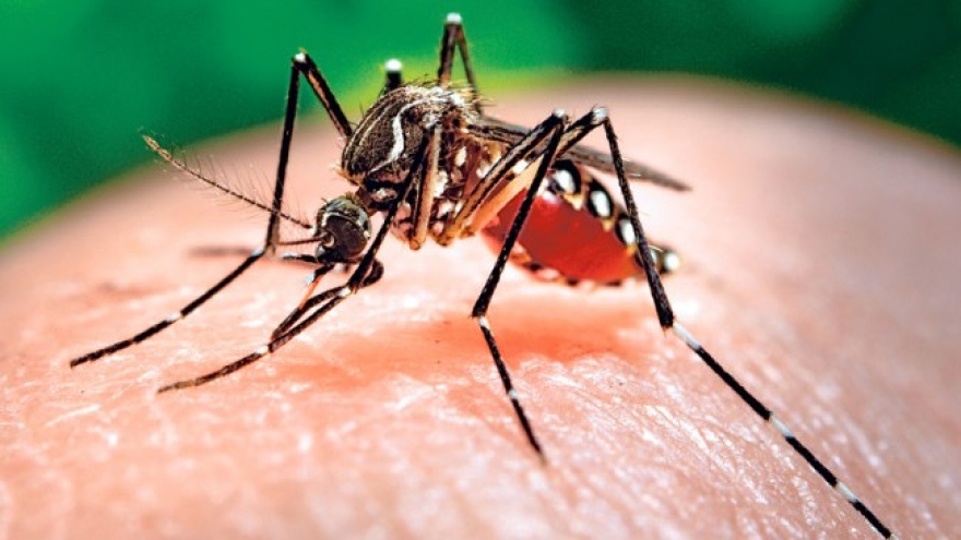 Bình Phước chủ động phòng chống dịch bệnh Chikungunya