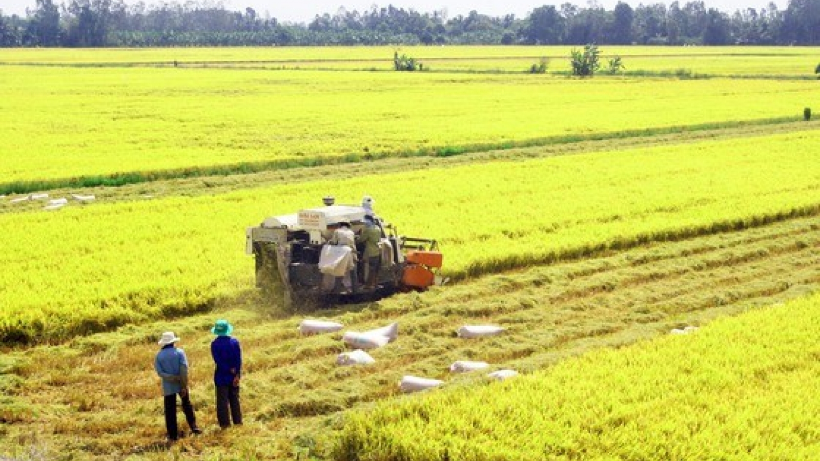 Rice exporters urged to promote brand through safe production