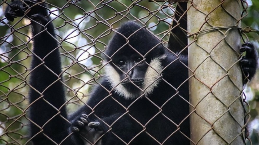 Endangered langurs return to northern Vietnam wilderness