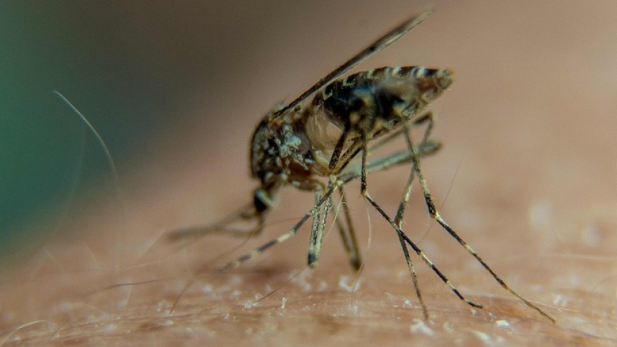 Tien Giang endures sharp increase in cases of dengue fever 