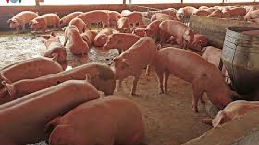 Trại lợn xả thải gây ô nhiễm môi trường ở Hà Nội