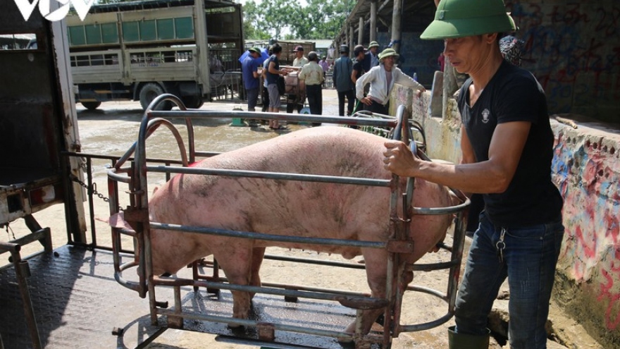 Giá lợn đổ dốc, người nuôi vội vàng bán tháo