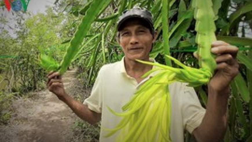 Mô hình “thanh long ôm gốc mắm” có một không hai của lão nông Cà Mau
