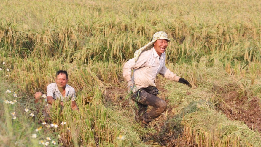 Ảnh dự thi “Việt Nam trong tôi“: Mùa chuột đồng