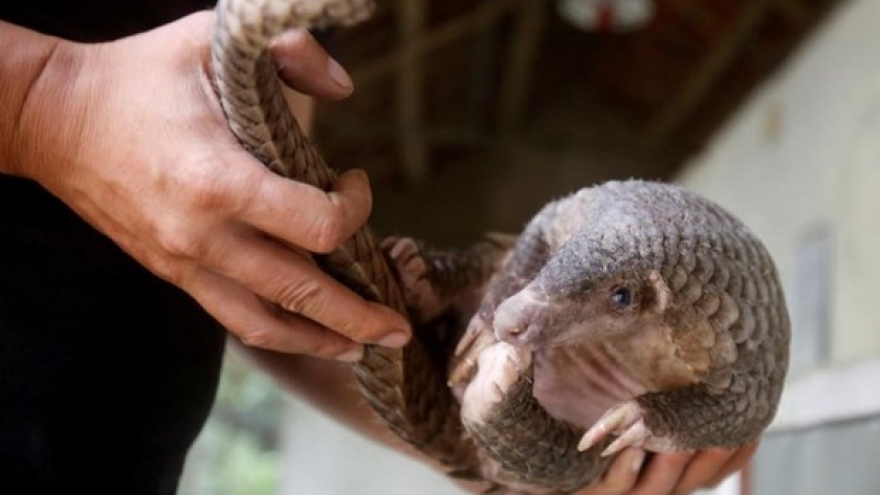 Animal trafficker caught in Ho Chi Minh City