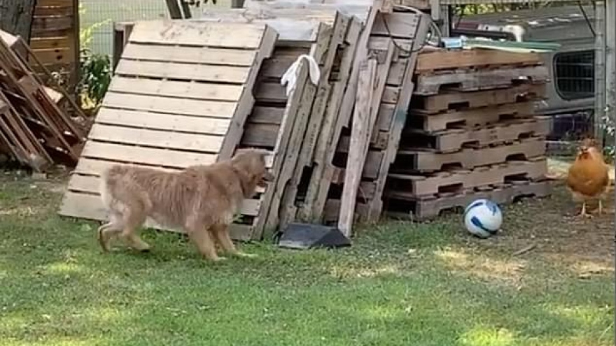 Video: Khoảnh khắc hài hước chó và gà chơi đuổi bắt trong sân vườn