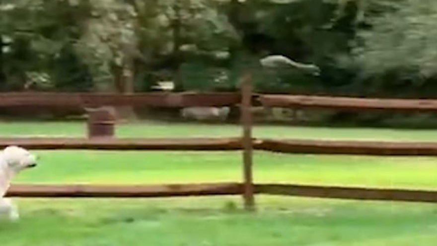 Video: Bị 2 chú chó to lớn truy đuổi, sóc nâu tẩu thoát ngoạn mục