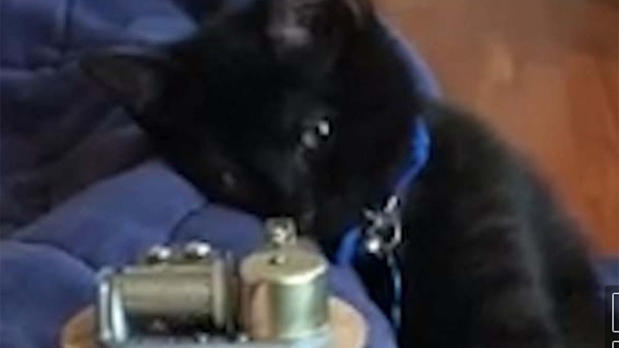 Video: Mèo con vừa nghe nhạc vừa ngủ gật siêu đáng yêu