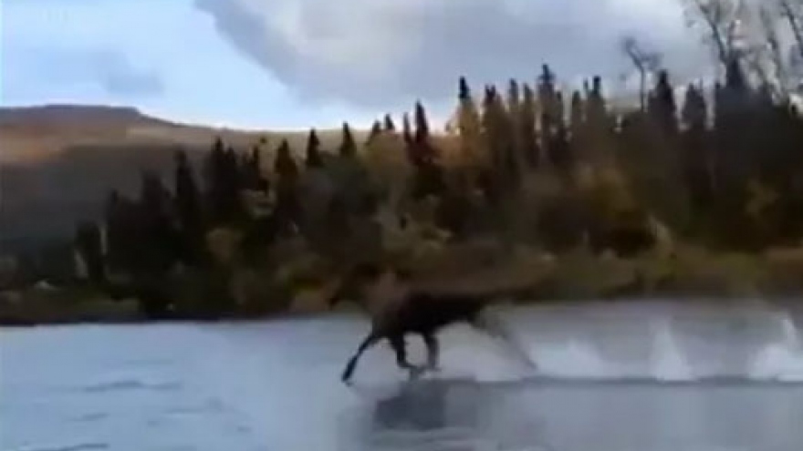 Video: Kỳ lạ khoảnh khắc nai sừng tấm chạy như bay trên mặt nước
