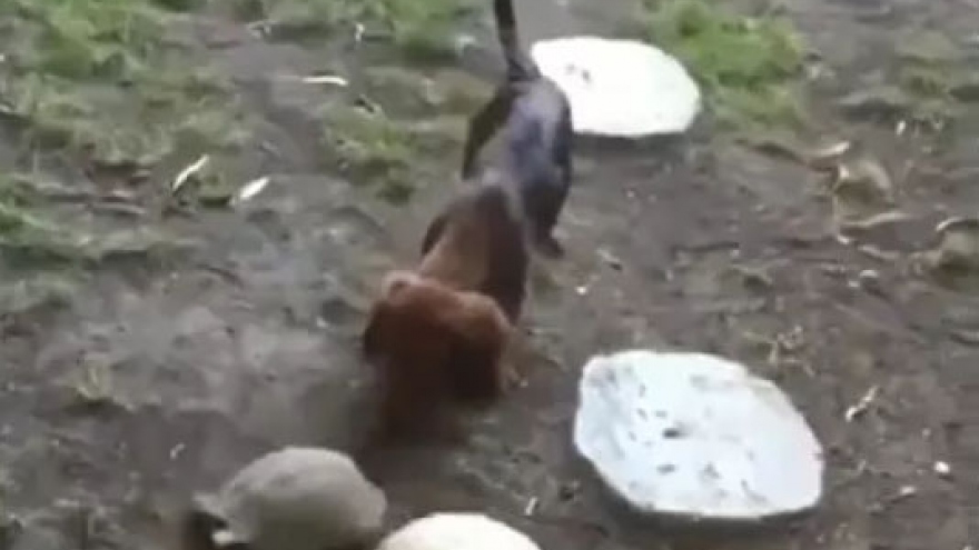 Hài hước cảnh chó và rùa rủ nhau chơi đá bóng trong sân vườn