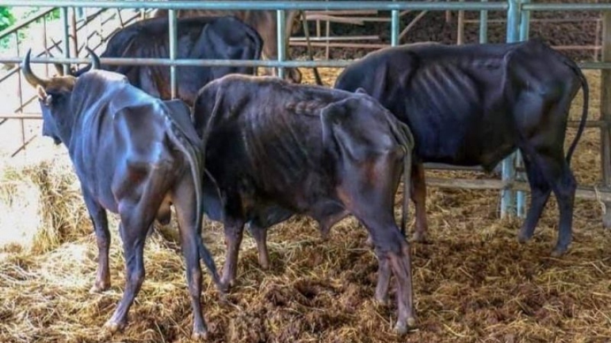 Nguy cơ mất hết đàn bò tót ở Vườn quốc gia Phước Bình