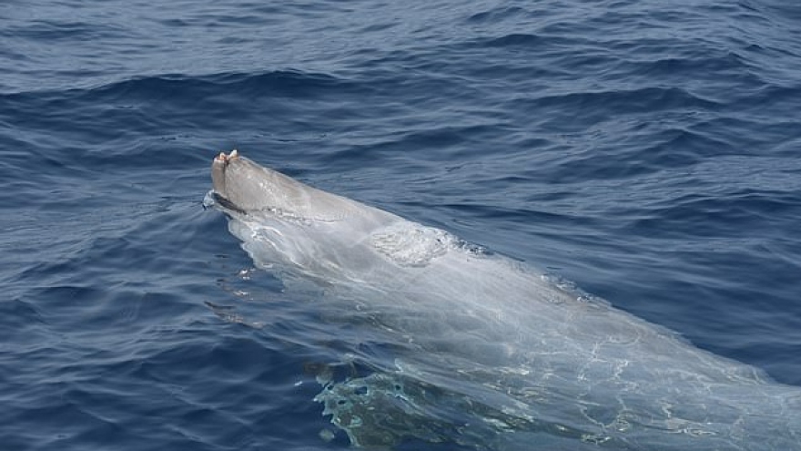 Cá voi mõm dài Cuvier lập kỷ lục lặn 222 phút mới nổi lên mặt nước