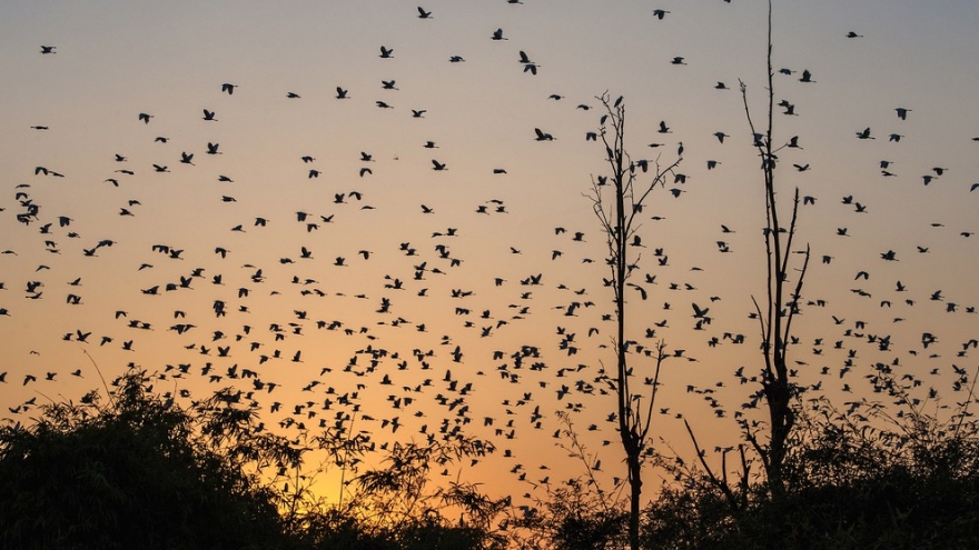 Ảnh dự thi “Việt Nam trong tôi“: Bình yên đảo cò Thanh Miện