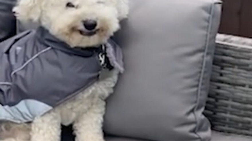 Video: Khoảnh khắc chú chó "cười" tít mắt khi chủ nhân trêu đùa