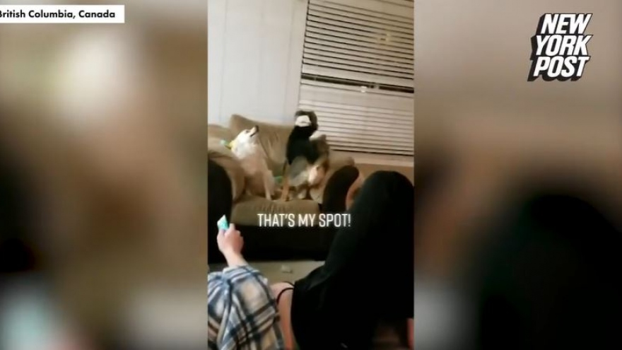 Video: Hài hước 2 chú chó tranh nhau để có chỗ ngồi thoải mái trên ghế
