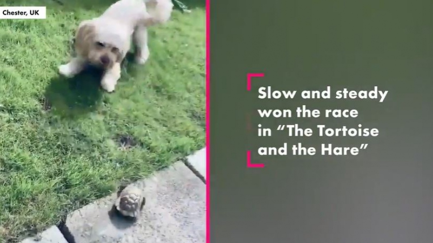 Video: Đáng yêu chú rùa "chạy siêu nhanh" đuổi bắt chú chó trong sân nhà