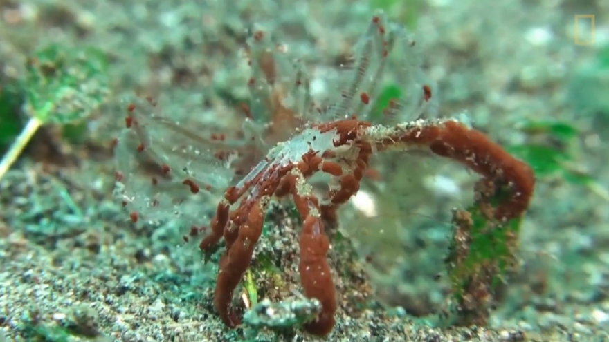 Video: Chú cua “tái sử dụng” bọt biển từ lớp vỏ cũ để ngụy trang