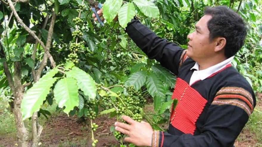 36,000 ha of coffee sustainably grown in central highlands under VnSAT project