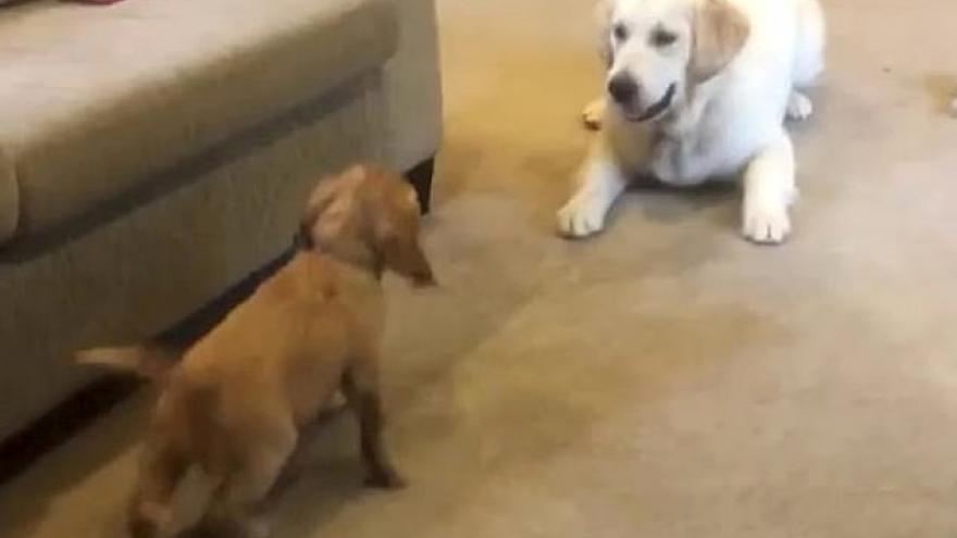 Video: Chú chó không thể kìm nén sự phấn khích khi được gặp bạn mới