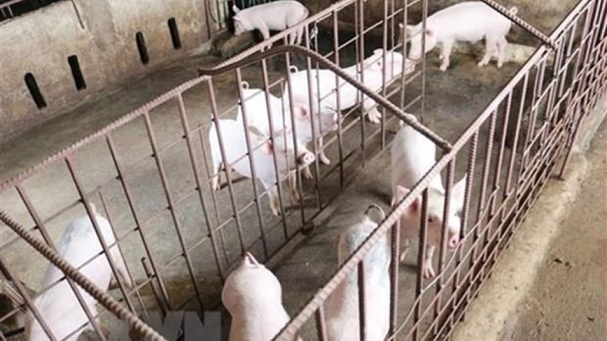 Deputy PM: Major opportunities lay in animal husbandry