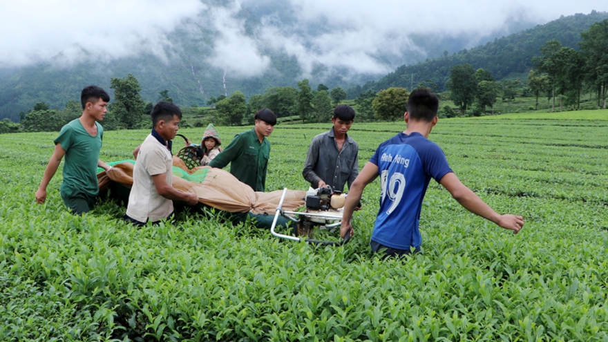 Người dân Tân Uyên "đổi đời" nhờ sản xuất chuyên canh tập trung