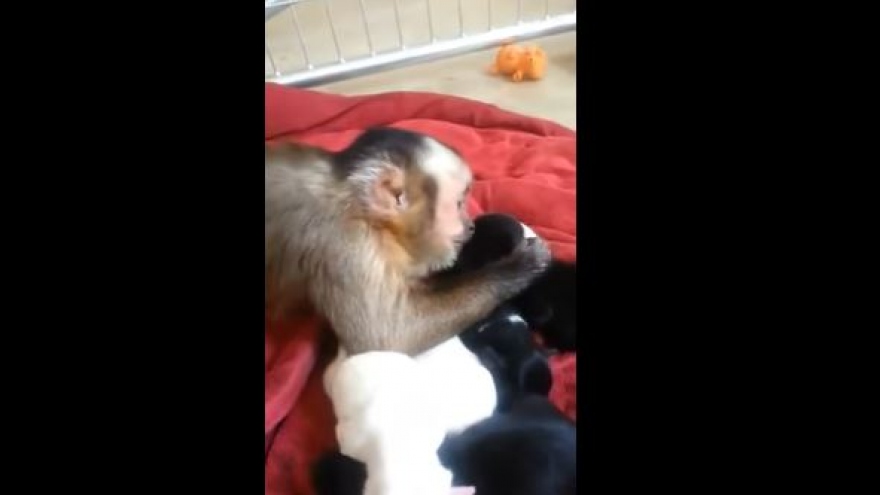 Video: Phản ứng đáng yêu của chú khỉ lần đầu gặp đàn cún con
