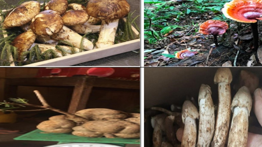 Hunting for expensive mushrooms in Vietnam