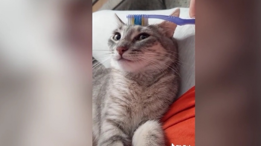 Video: Mèo xinh thích thú khi được vuốt ve bằng bàn chải mềm