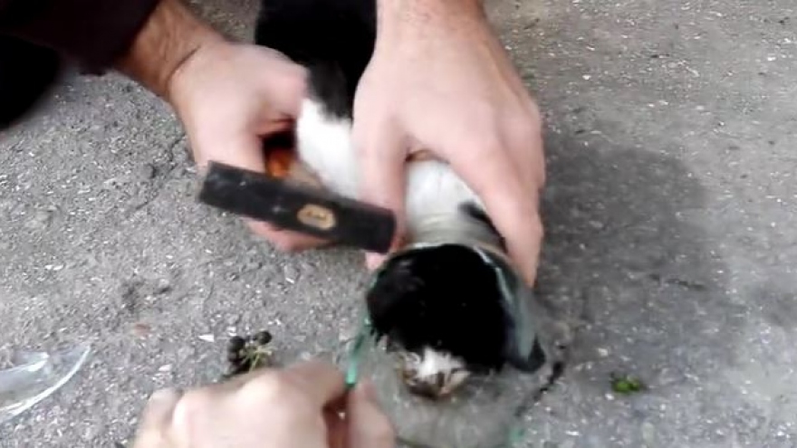 Video: Giải cứu chú mèo con bị kẹt đầu trong lọ thủy tinh