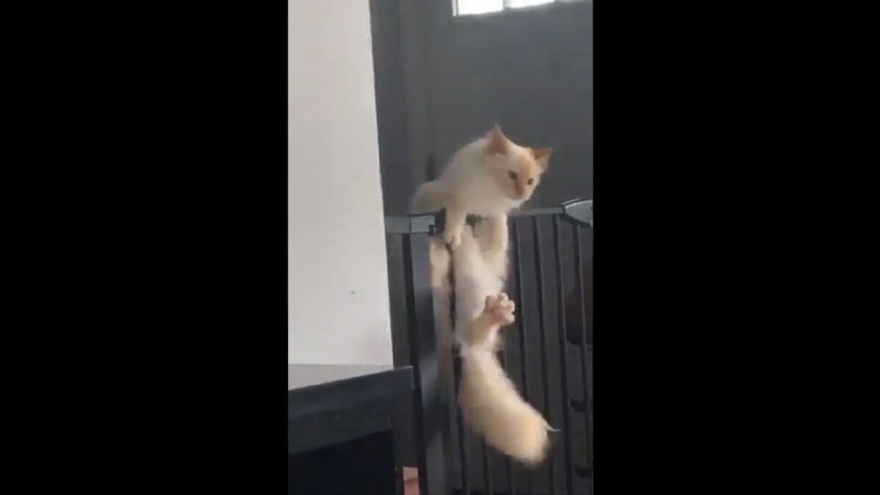 Video: Chú mèo “quá tự tin” vào khả năng leo trèo của mình