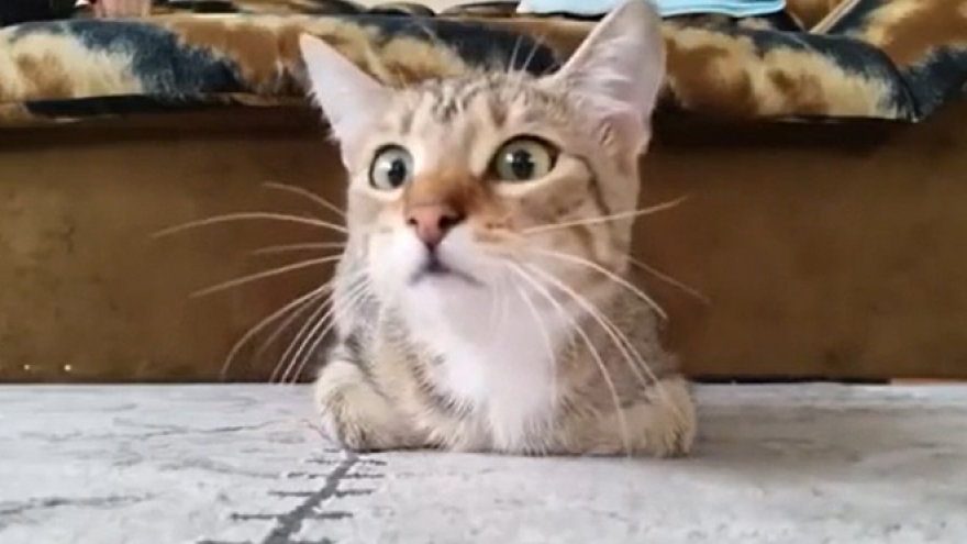 Bật cười trước "muôn vàn" biểu cảm của chú mèo khi xem phim kinh dị