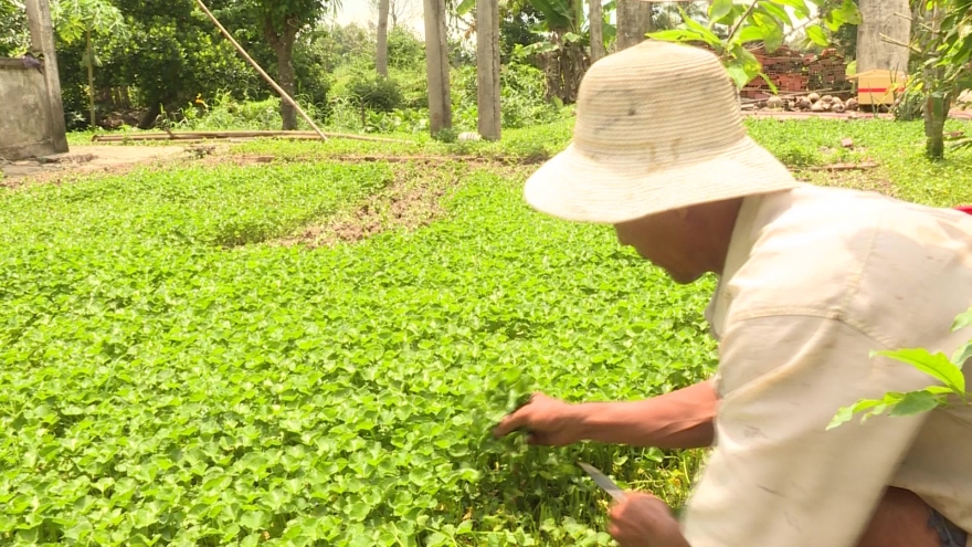 Trồng rau má quanh nhà, mỗi năm thu nhập hàng trăm triệu đồng