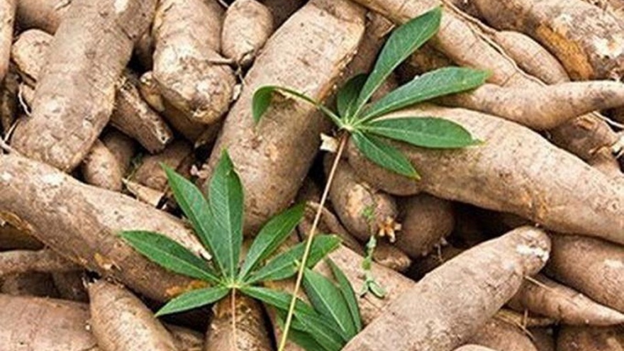 Cassava starch exports to China skyrocket