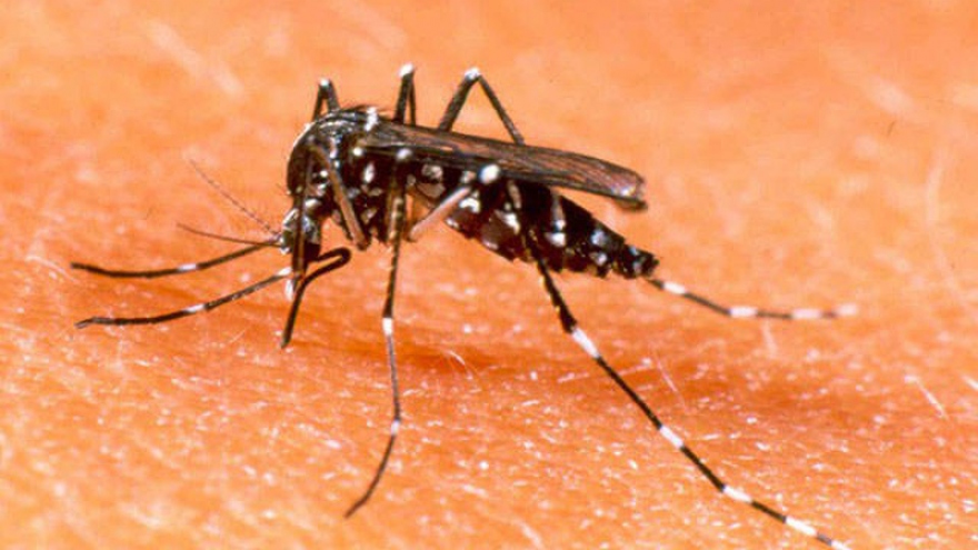 Sharp rise in dengue fever cases nationwide