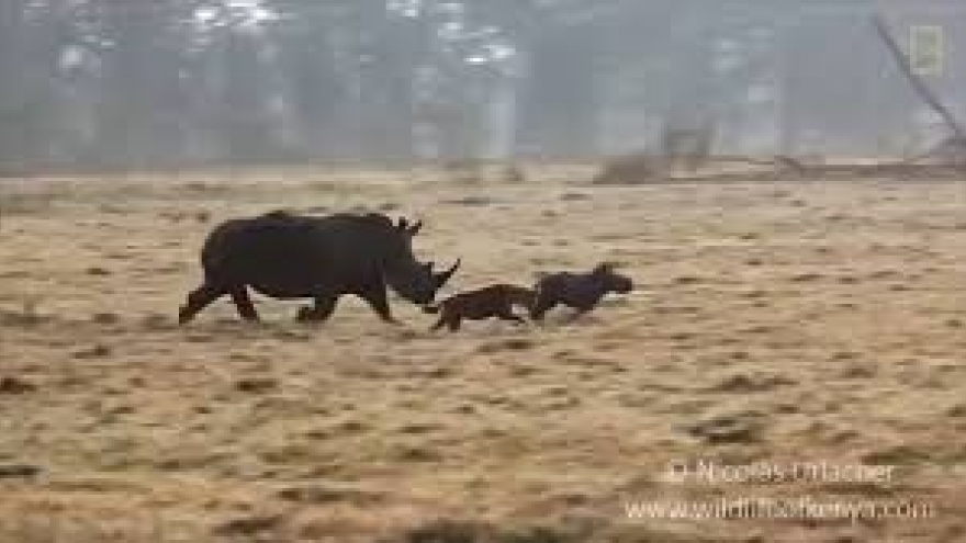 Video: Tê giác mẹ xua đuổi linh cẩu để bảo vệ con