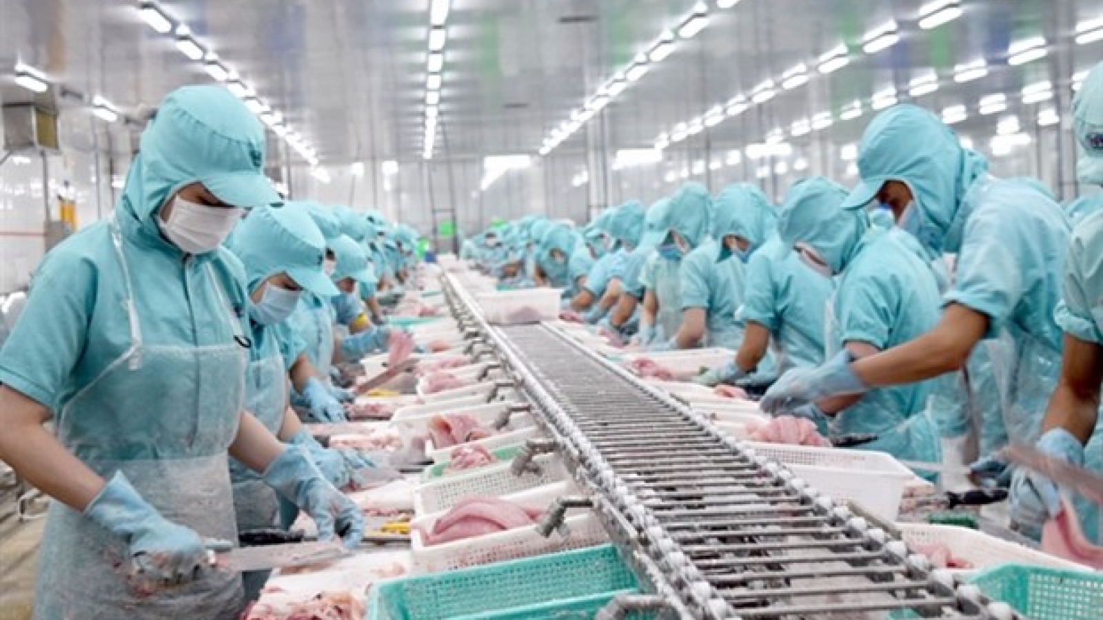 Tra fish exporters struggle with production, exports