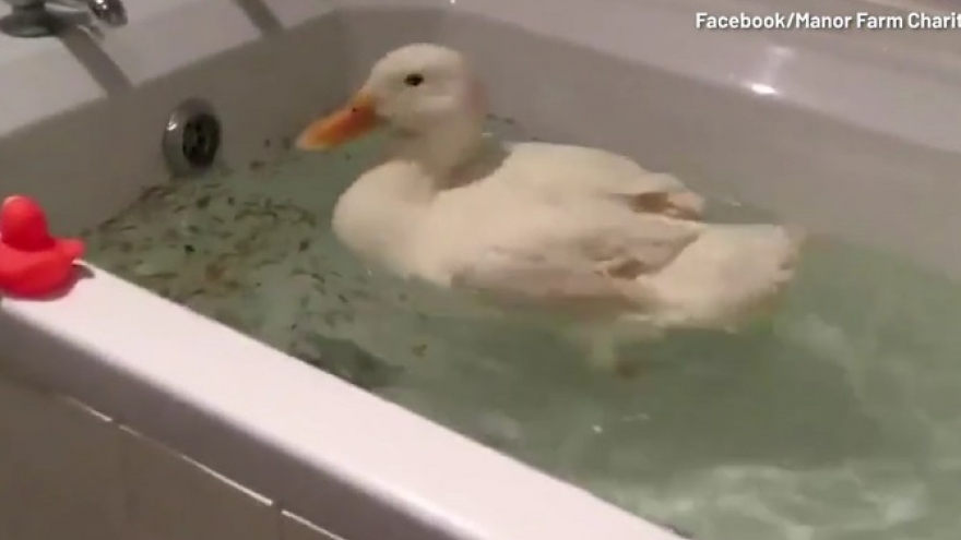 Video: Vịt trắng thích thú bơi vùng vẫy trong bồn tắm