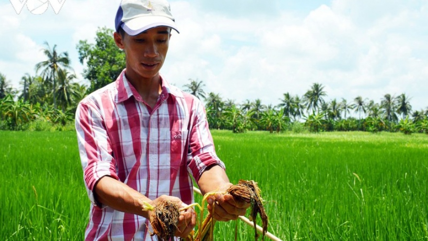 UBND tỉnh Cà Mau chỉ đạo làm rõ vụ phun thuốc diệt cỏ, chết cả lúa