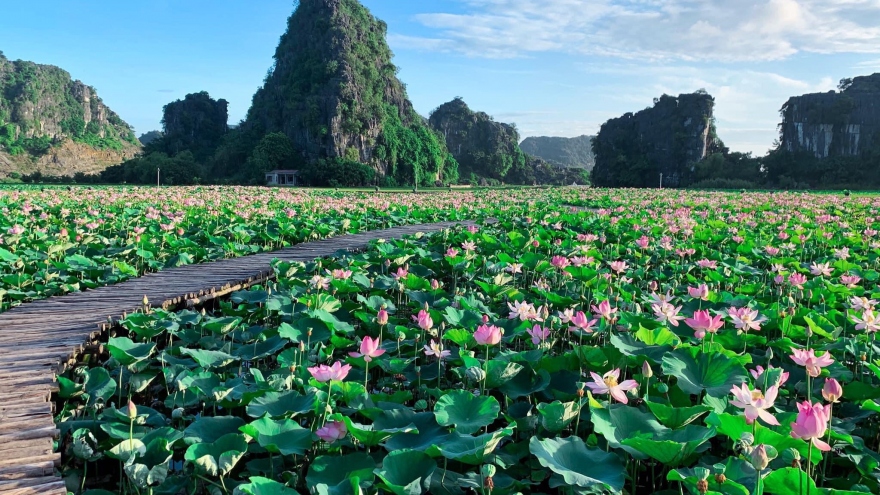 Ngỡ ngàng hồ sen ở Hang Múa nở rộ giữa trời Thu