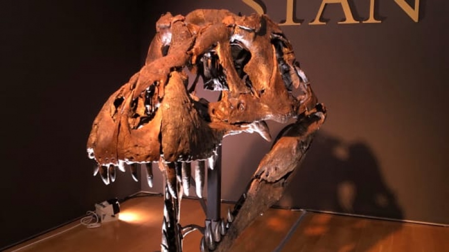 Hóa thạch khủng long đắt nhất thế giới có gì đặc biệt?