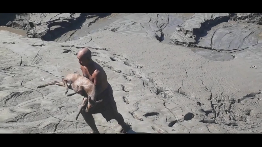 Khoảnh khắc người đàn ông liều mạng cứu chú hươu mắc kẹt trong đầm lầy tại Ấn Độ 